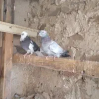 کفتر پرشی|پرنده|رباطکریم, رباطکریم|دیوار