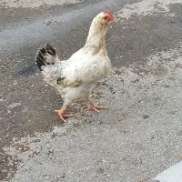 مرغ تخمگذار وارگ