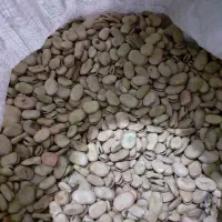باقله خشک