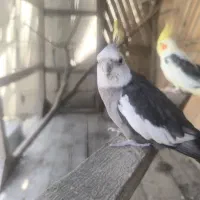 یک جفت عروس هلندی