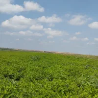 اجاره  برای کاشت  سیر واقع 2هکتار کانال 7