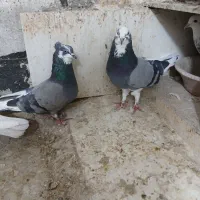 کبوترتهرانی|پرنده|کرمانشاه, |دیوار