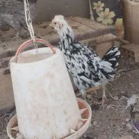 مرغ وخروس گلین درجه یک|حیوانات مزرعه|شهرکرد, |دیوار