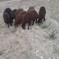 بره نر|حیوانات مزرعه|طاغنکوه, |دیوار