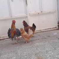 سه مرغ یه خروس