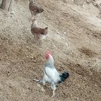 مرغ و خروس