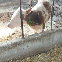 فروش گوساله سمیتال|حیوانات مزرعه|گلوگاه, |دیوار