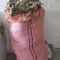 پشم گوسفند