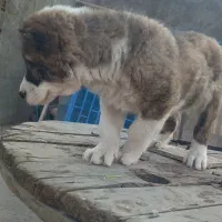 واگذاری توله افغان