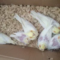 جوجه عروس لوتینو|پرنده|بندرعباس, |دیوار