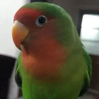 طوطی برزیلی|پرنده|دزفول, |دیوار