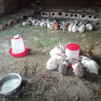 خرگوش بالغ عمده|موش و خرگوش|ارومیه, |دیوار