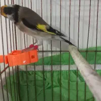 سهره های چهارگل آس.متولد قفس|پرنده|مشهد, جاهد شهر|دیوار