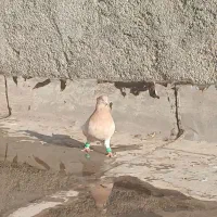 کله زرد|پرنده|لنجان, |دیوار