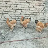 مرغ برهما بوف تخمگذار وارداتی