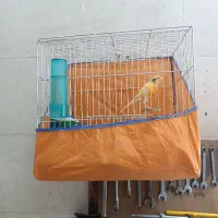 قناری قرص بخون