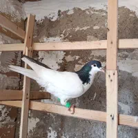 کبوتر رنگی سیاپوش شیرازی