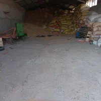 فروش گاوداری گوساله پرواری ۳۰۰ راسی