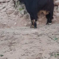 ۱ عدد پازن چاق چاق