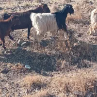 گوسفند بز|حیوانات مزرعه|هریس, |دیوار