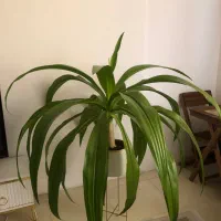 گل ذرتی بزرگ|گل و گیاه طبیعی|شیراز, پودنک|دیوار