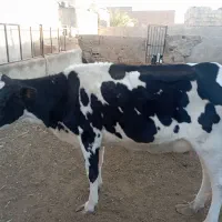 گاوه شیری خشک|حیوانات مزرعه|خاش, |دیوار