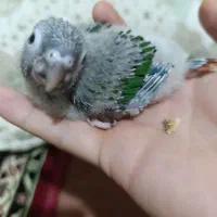 جوجه گرینچیک یلوساید