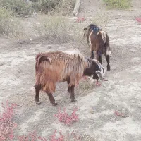 بزغاله نر|حیوانات مزرعه|چهاربرج, |دیوار