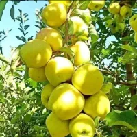 نهال بادام ومیوه|گل و گیاه طبیعی|کوهدشت, |دیوار