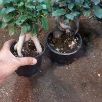 بنسای فیلندرون پینک