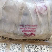 لوله خرطومی۶|ابزارآلات|سنندج, |دیوار