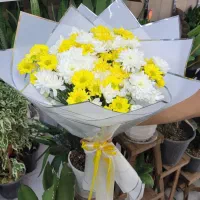 داوودی بسته ای ۱۰۰ تومن|گل و گیاه طبیعی|شیراز, خلدبرین|دیوار
