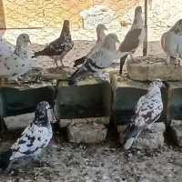 کبوتر|پرنده|زاهدان, |دیوار