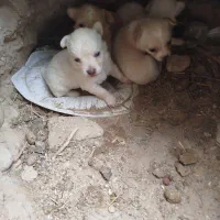 واگذار چهار عدد سگ روباهی واگذاری|سگ|بندر گناوه, |دیوار