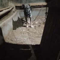 فروش|سگ|کشاورز, |دیوار