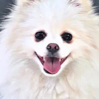 یه دختر بچه گم شده