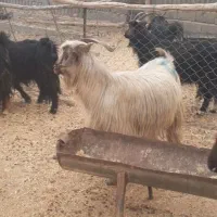 بز  ترکی مودار میش گوسفند معاوضه با میش دارم|حیوانات مزرعه|مشهد مرغاب, |دیوار