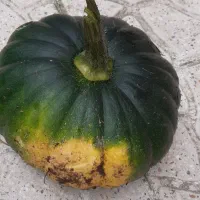 کدو سبز ،خوراک دام