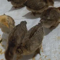 جوجه بوقلمون و جوجه مرغ محلی و جوجه غاز محلی