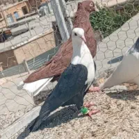 سرخ  دم سفید  طوق سبز مخمل هوا ی|پرنده|شیراز, داریون|دیوار