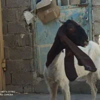 تیشتر پاکستانی