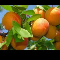 نهال فروشی مصباحی|گل و گیاه طبیعی|خسروشاه, |دیوار