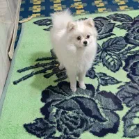 سگ پامر نر 6 ماهه