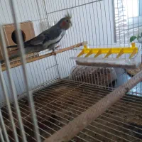 طوطی عروس هلندی ماده|پرنده|بابل, |دیوار