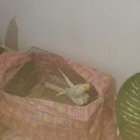 عروس هلندی مولد به تضمین|پرنده|مراغه, |دیوار