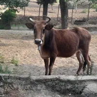فروش گاو با گوساله نر