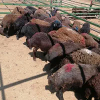 شیشک دو دندان قزل افشار