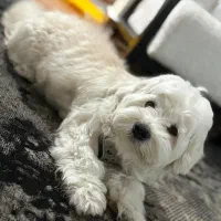 حیوانات خانه گی|سگ|رشت, یخسازی|دیوار