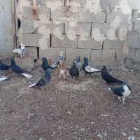 کبوتر دم سفید