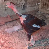 خروس لاری کمیاب نژاد ماداگاسکار